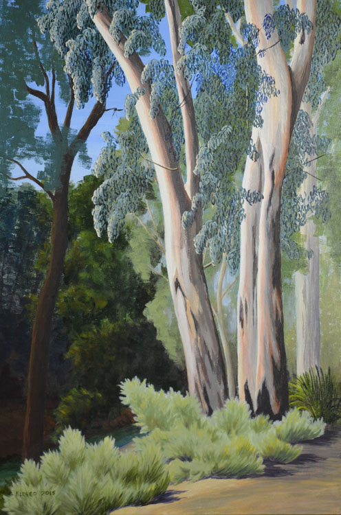 Eucalyptus grove, UC Davis Arboretum